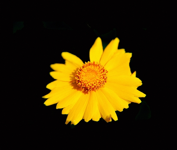 位图植物花朵写实花卉高清免费素材