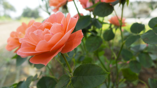 月季花红色图片