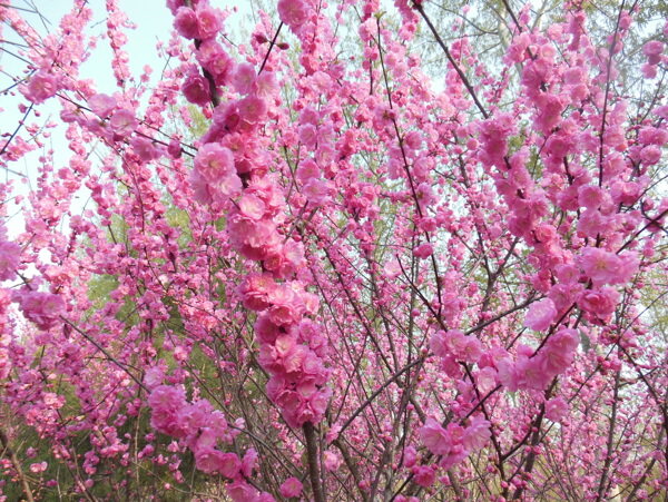 梅花图片