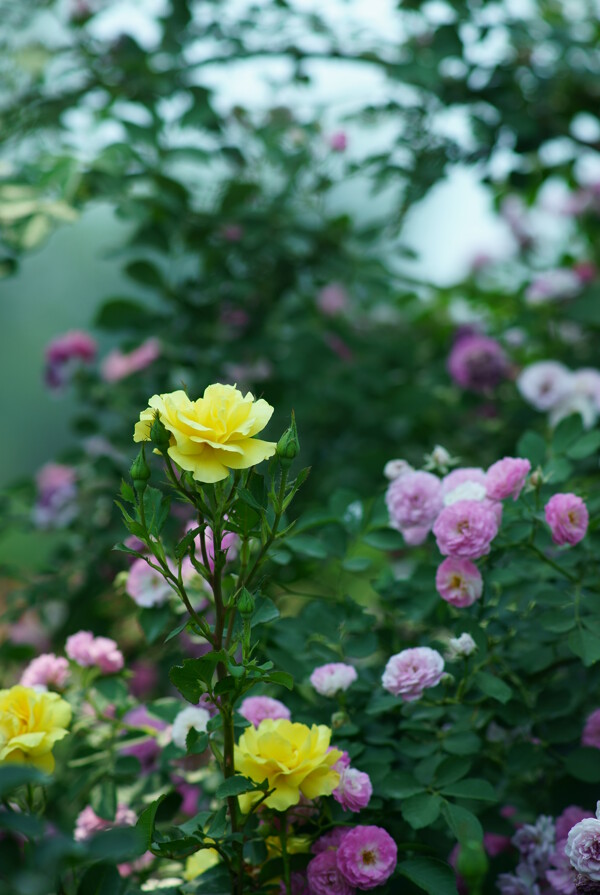 黄色月季花图片