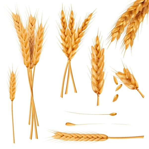 一束小麦穗干全麦现实向量图集图片