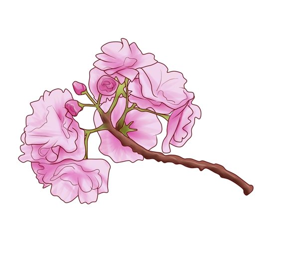日本的粉色樱花插画