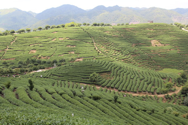 茶山图片