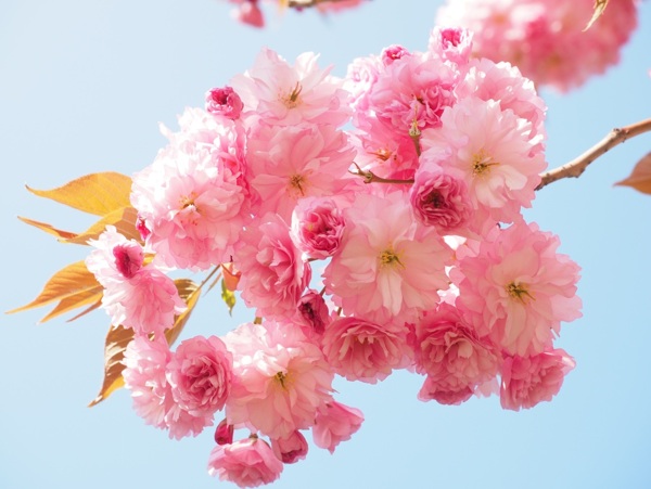 春天粉红色日本樱花樱花