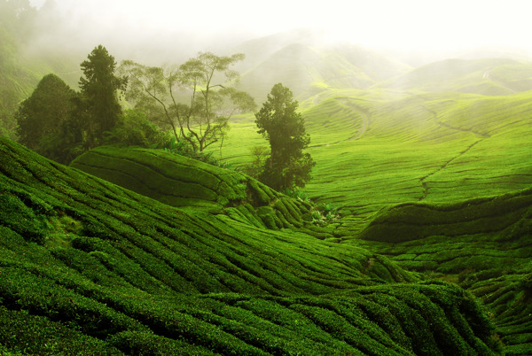 绿色茶园风景图片