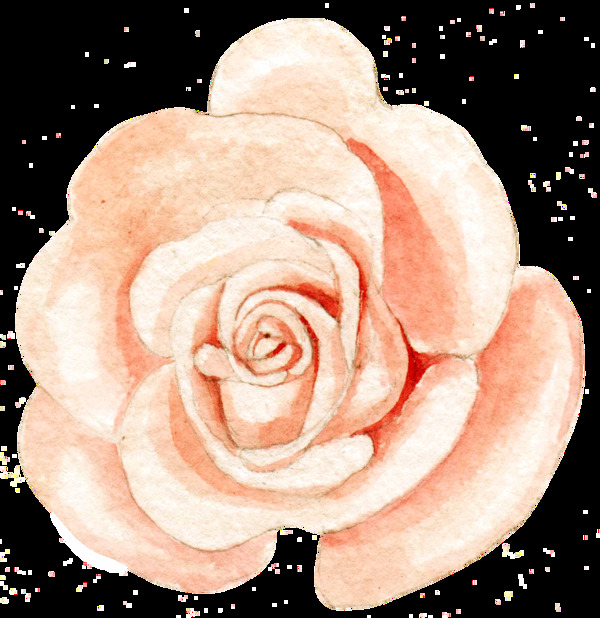 淡橘色玫瑰花透明素材png