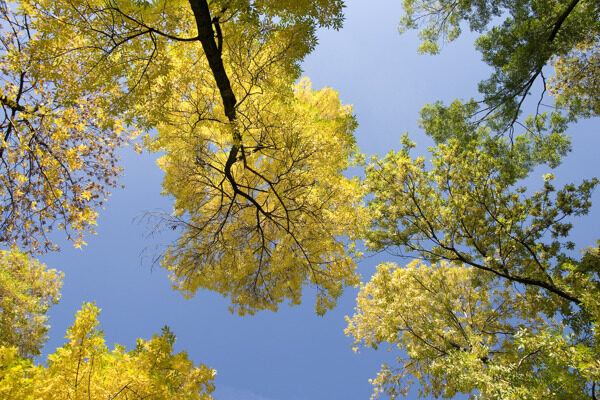 秋天的树木在天空