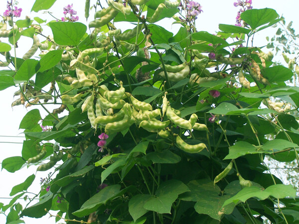 植物豆角图片