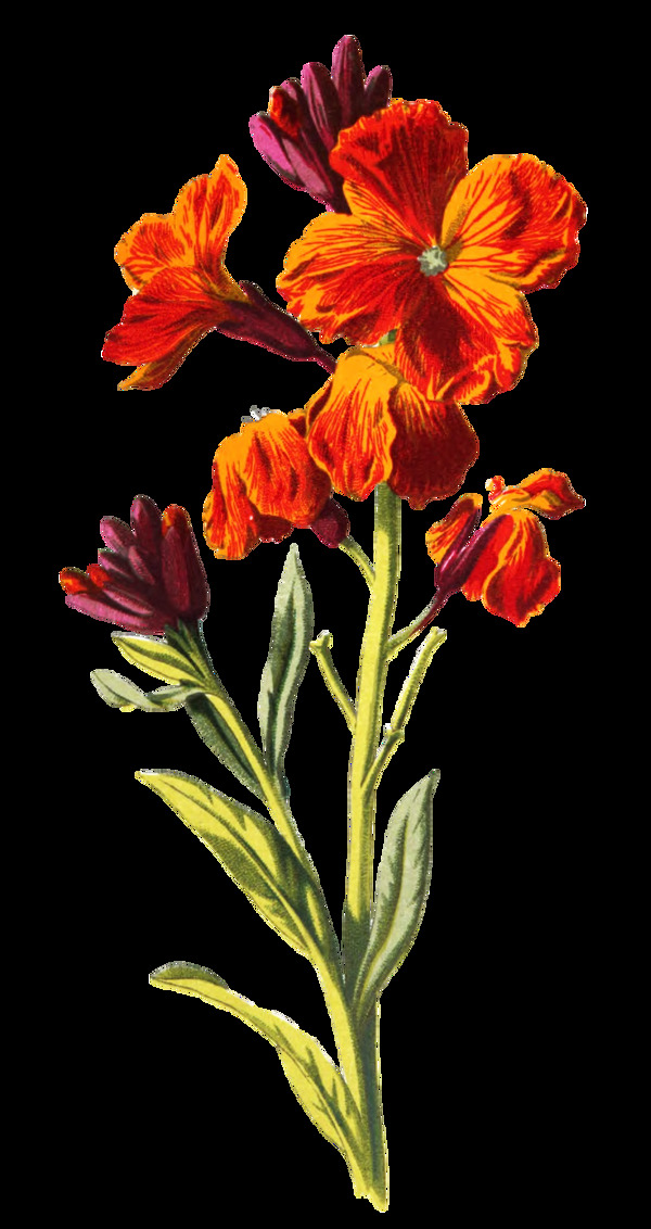 橙红花瓣卡通透明素材