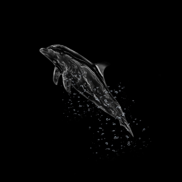 水元素海豚图片