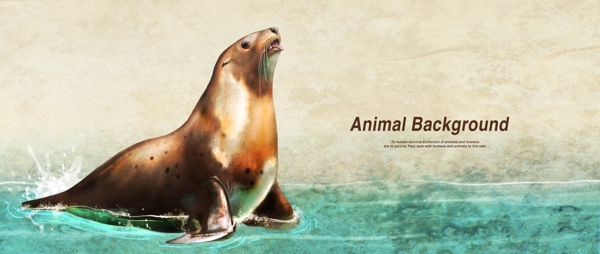 海狮动物展示背景