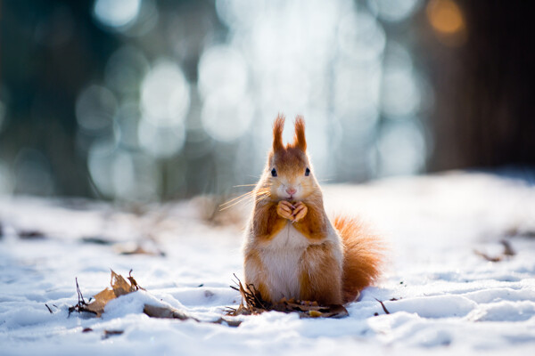 雪地上的小松鼠图片