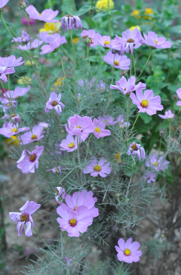 格桑花图片