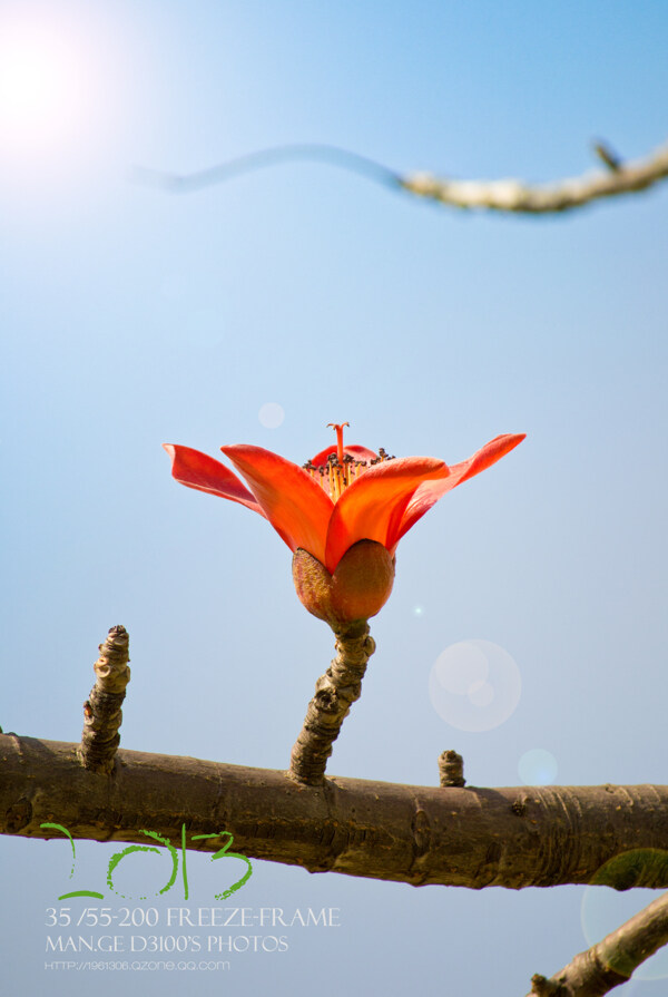 木棉花图片