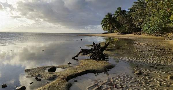海边的椰林风光图片