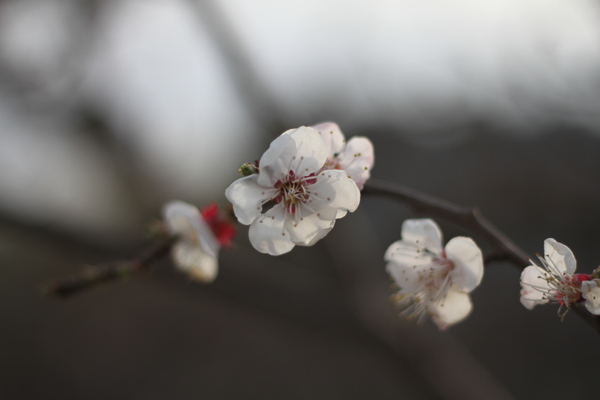 桃花图片