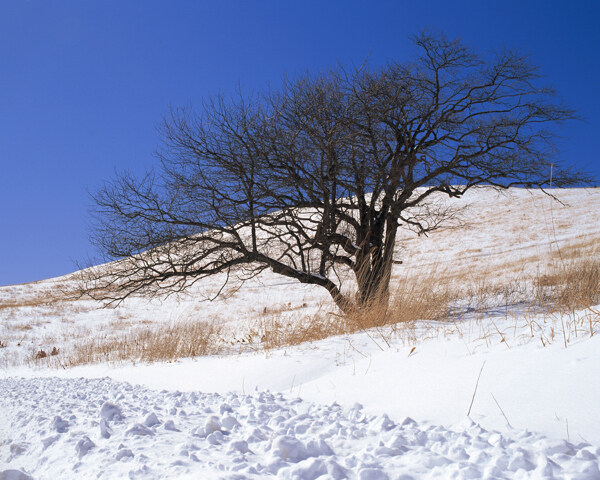 蓝天雪景