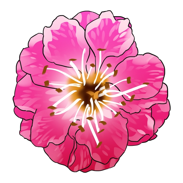 手绘一朵盛开的梅花插画