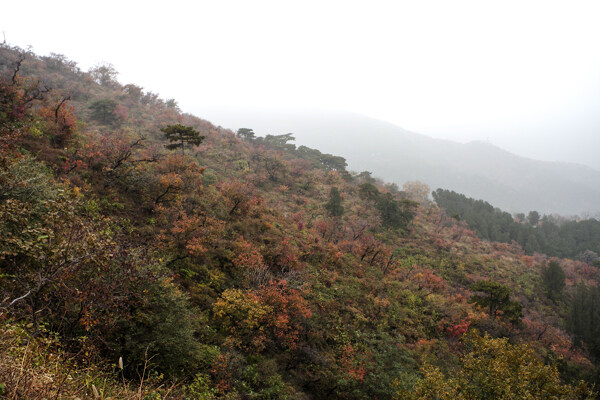 香山红叶