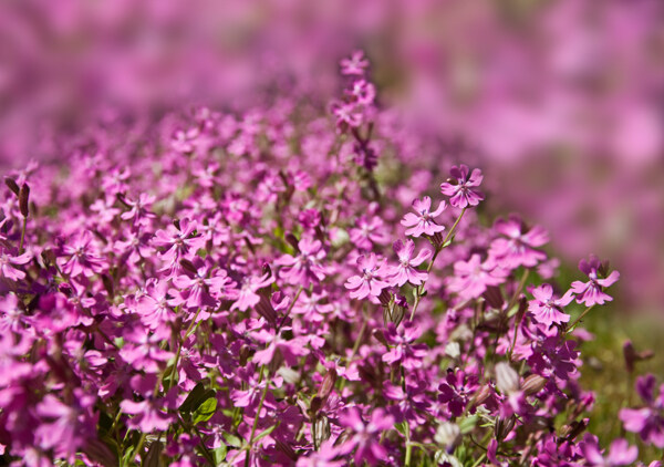 娇美的紫丁香图片