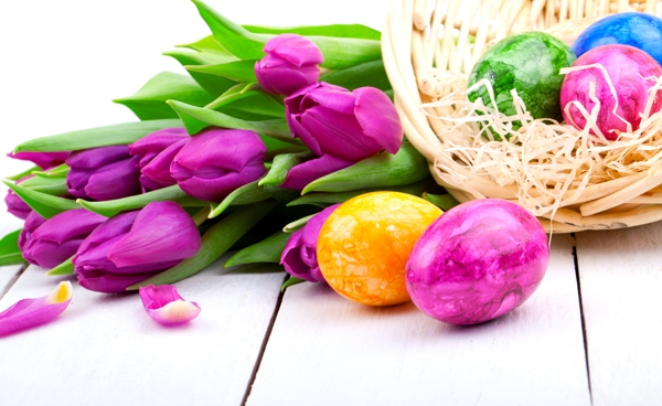 紫色郁金香和彩蛋图片