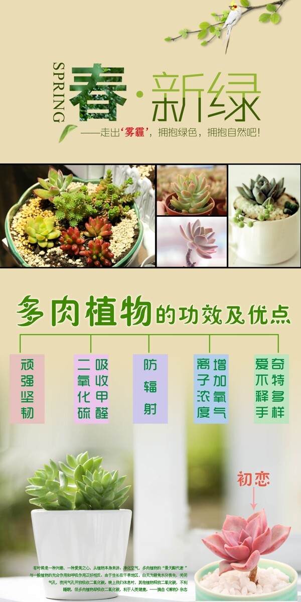 多肉植物绿色