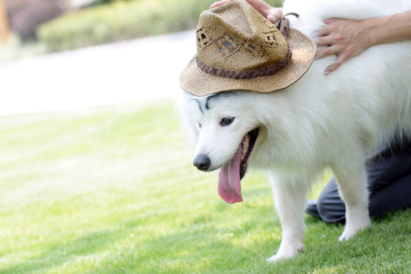 戴帽子的白色小狗图片