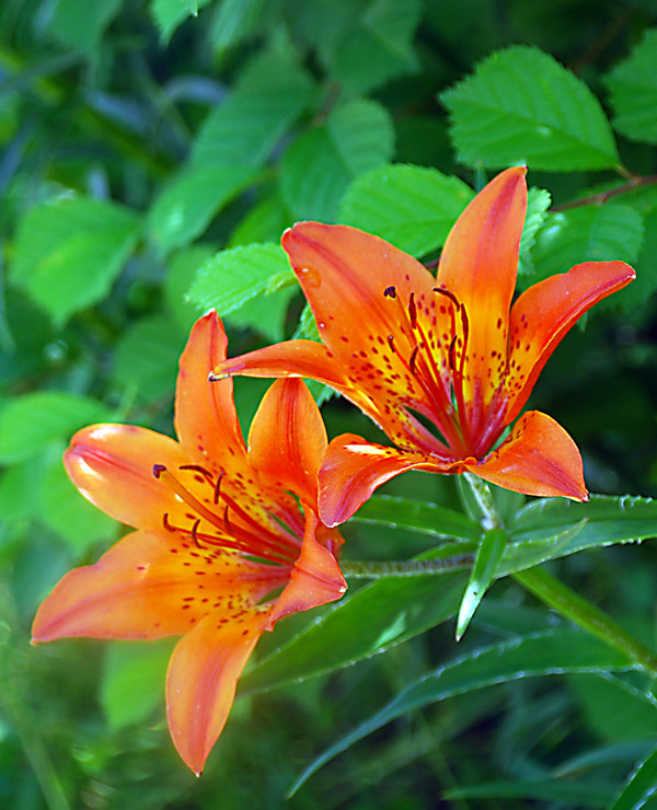 校园中的百合花图片