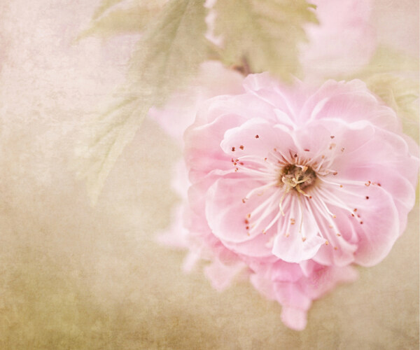位图植物图案花朵写实花卉樱花免费素材
