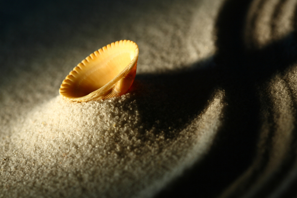 沙子上的一个贝壳图片