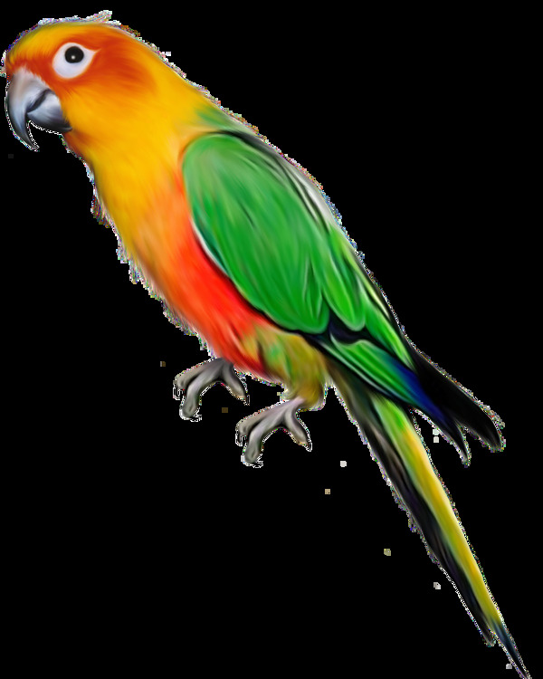 彩色羽毛站树枝上的鹦鹉免抠png透明素材