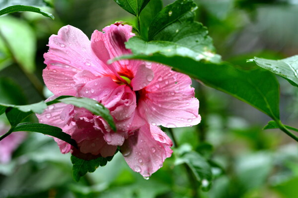 雨后木芙蓉