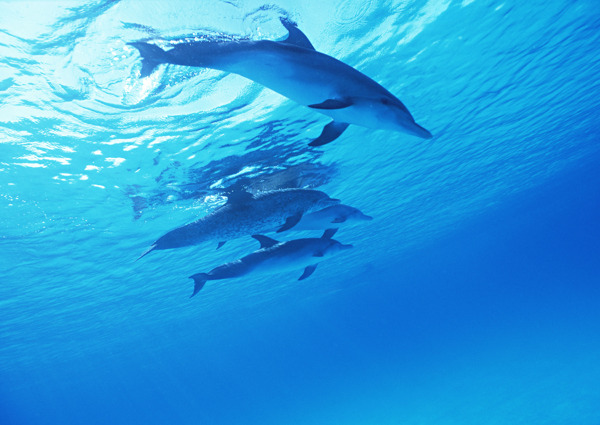 海中一群海豚图片