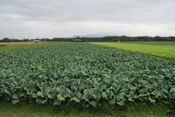 芥兰种植基地图片