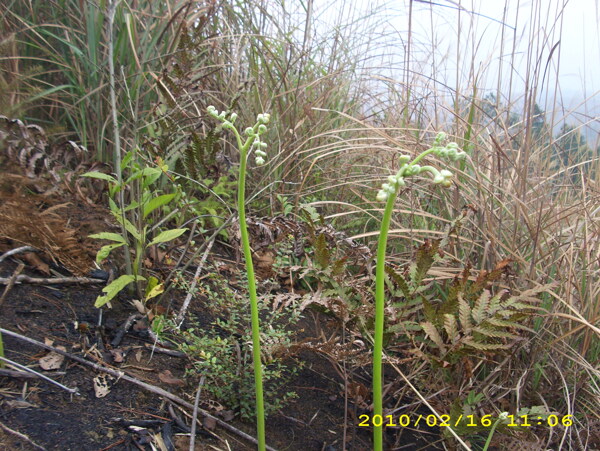 野生龙爪菜