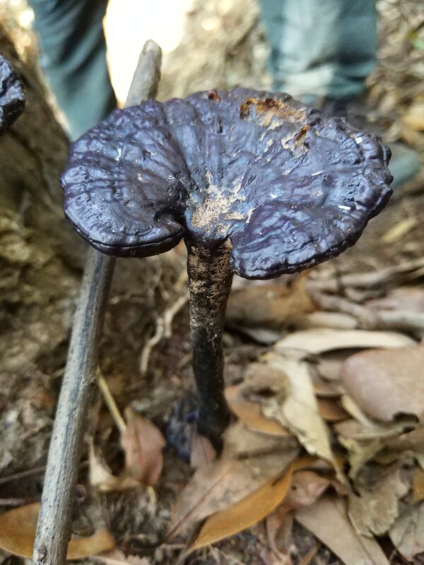 野生灵芝