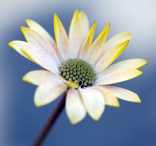 位图植物摄影写实花卉花朵菊花免费素材