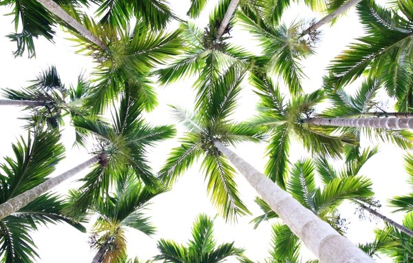 椰树仰视高清图片