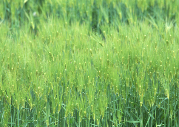 麦田乡村田园图片庄稼植物田野