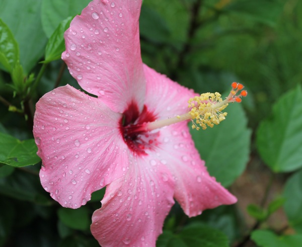 木芙蓉图片