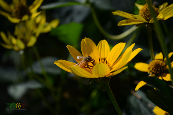 蜜蜂与金鸡菊图片