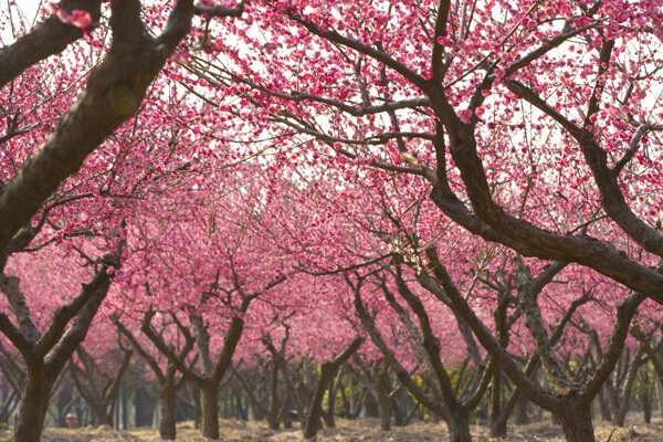 盛开的桃树花林图片