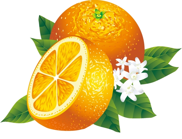 橙子水果矢量图片设计素材