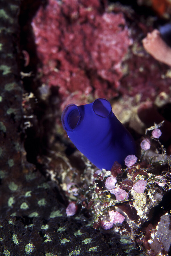 全球首席大百科深海生物鱼珊瑚海底