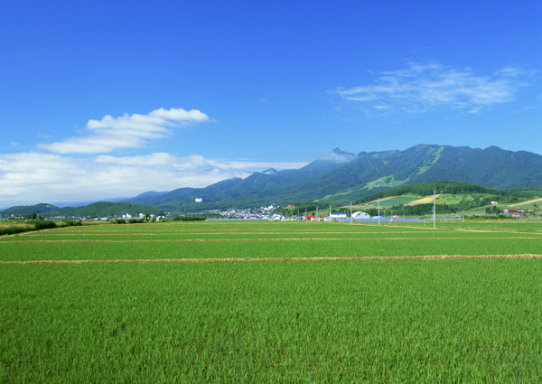 乡村田园图片庄稼植物田野