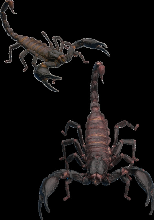 蝎子图片手绘图免抠png透明图层素材