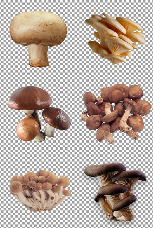新鲜光滑蘑菇