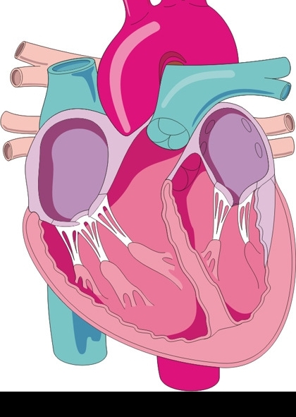 心脏剖面图图片