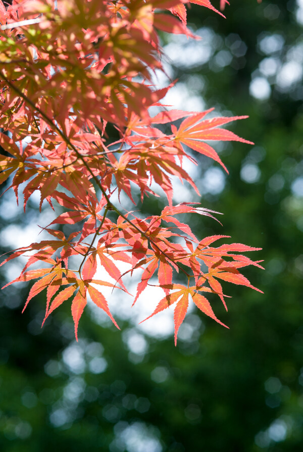 红枫似火