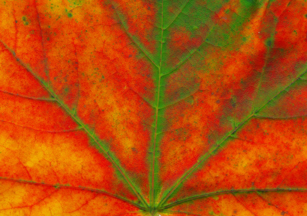 一个美丽的秋天的枫叶微距镜头